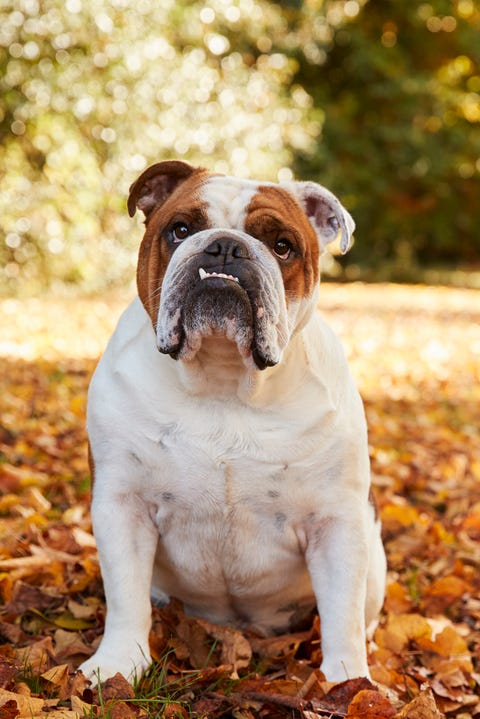 british bulldog sitting by path in autumn landscape