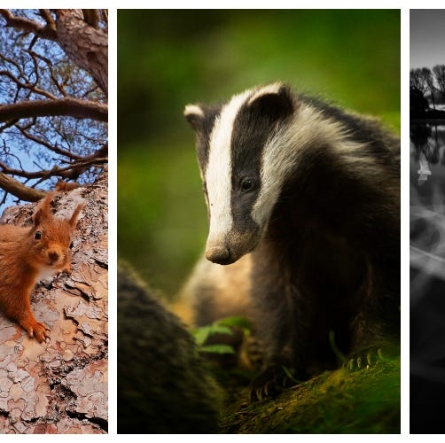 14 Breathtaking Images From The British Wildlife Photography Awards 2018 14 Breathtaking Images From The British Wildlife Photography Awards 2018