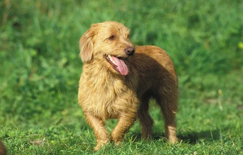 Dog basset fauve brittaby or basset fauve de bretagne, adult standing on grass