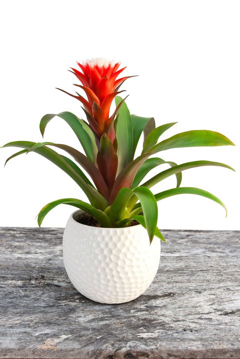 Guzmania flower blossom isolated image of the flower in the white pot on the table