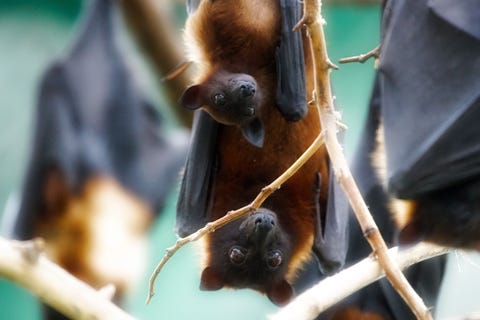 How To Attract Bats Your Yard Make A Bat Box Find Out What Bats Live Nearby
