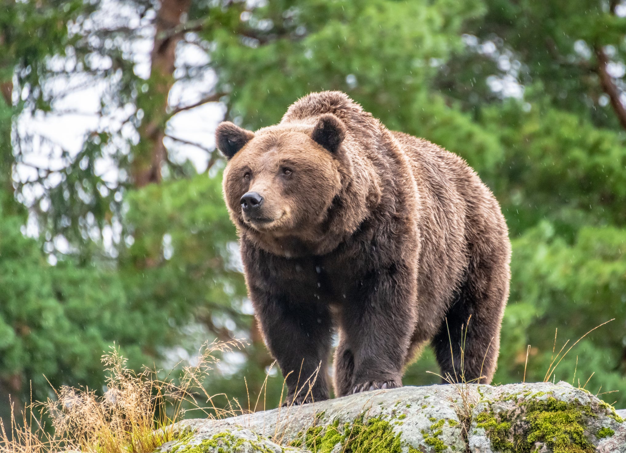 DNA Evidence Suggests That JJ4, the Bear Believed to Have Killed Italian Runner, May Be Innocent
