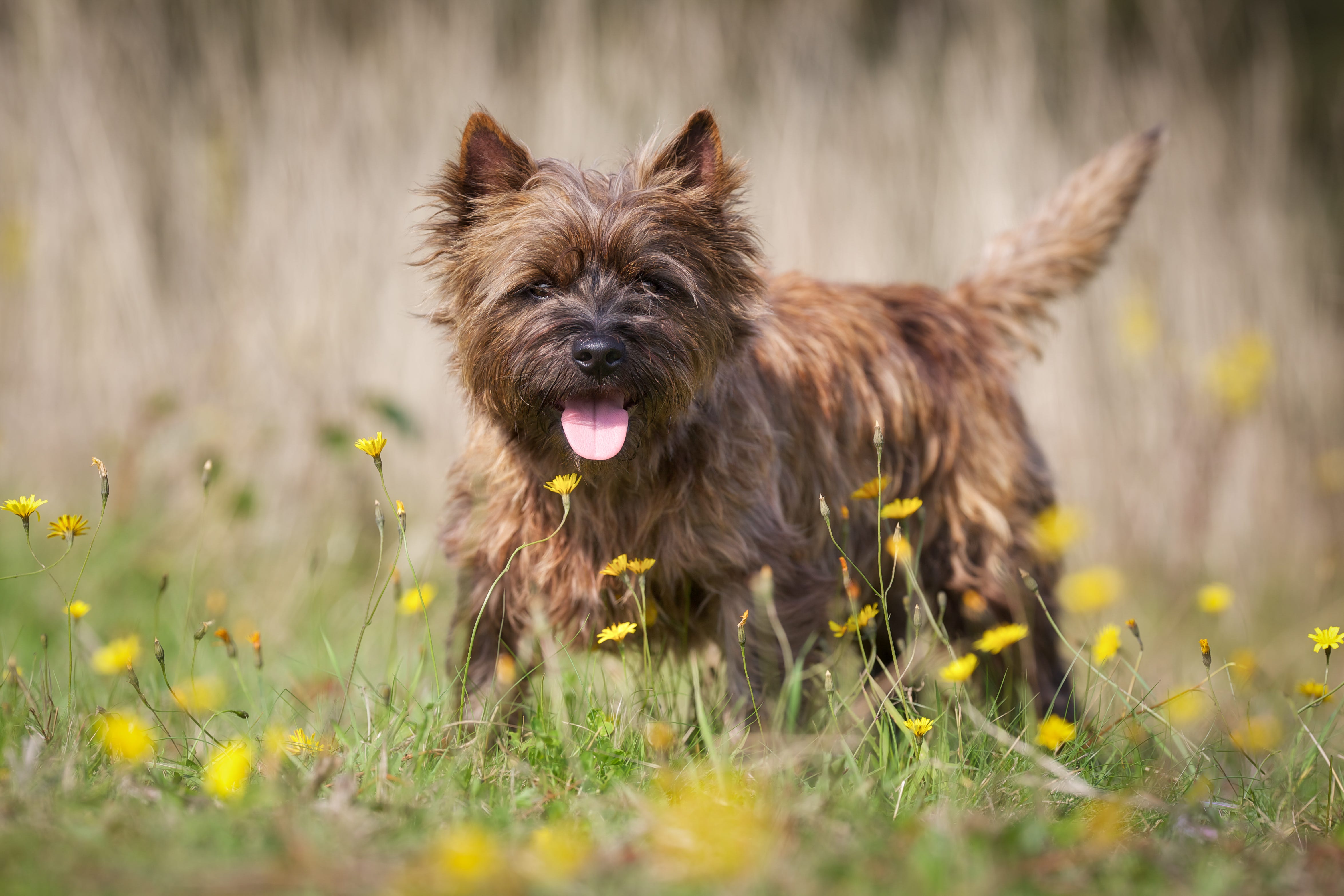 are terrier dogs all small breeds