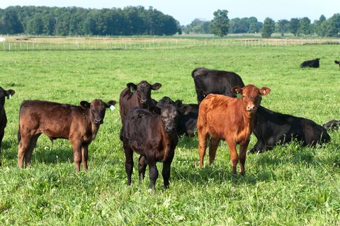 Brown cow calves in a green pasture