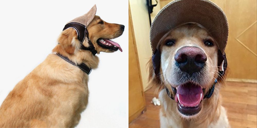 dog baseball hat