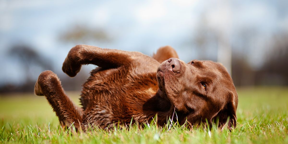 What to Do When Your Dog Rolls In Something Smelly