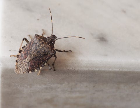 Stink Bug Pictures - How to Identify Common Stink Bugs in U.S.