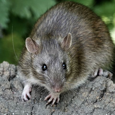 How To Get Rid Of Rats In The Home Expert Tips
