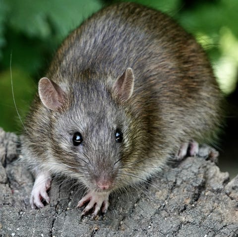 brown-rat-royalty-free-image-1004263036-1567093317.jpg