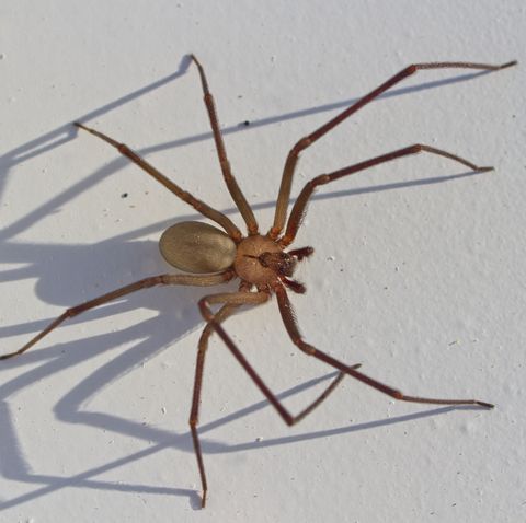 Brown spider with round body and dark bron spots 10 Most Common House Spiders How To Identify A Dangerous Spider