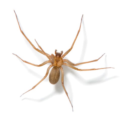 Brown Recluse Spider Brown Recluse Spider