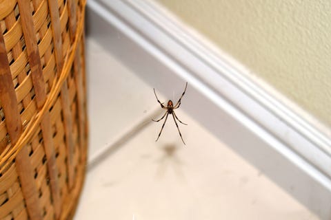 A Brown Widow Near a Basket How to Get Rid of Spiders