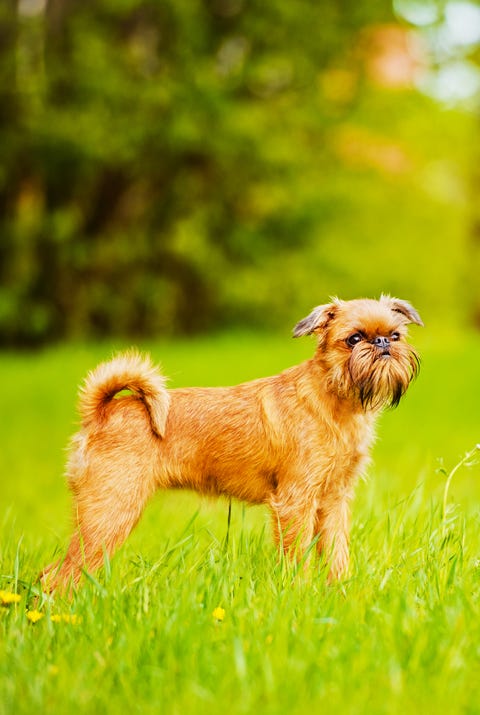 brussels griffon dog outdoors