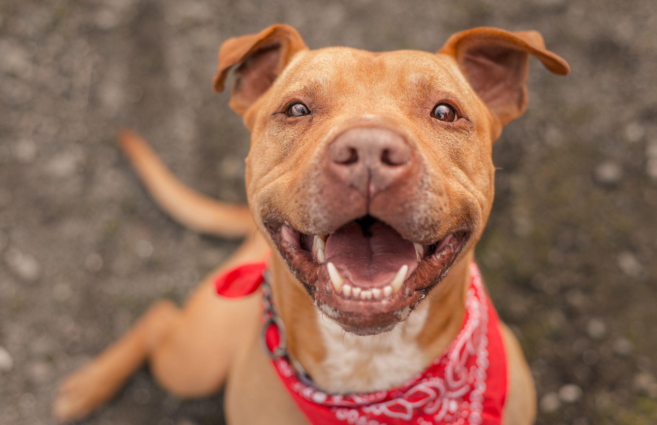 sweet pitbull