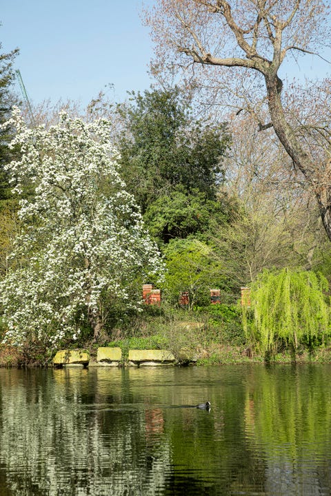 buckingham palace gardens