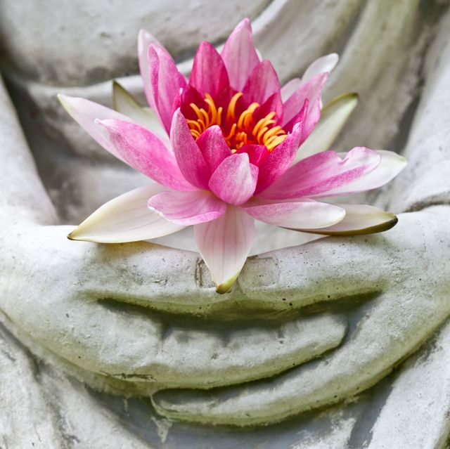 buddha hands holding flower, close up