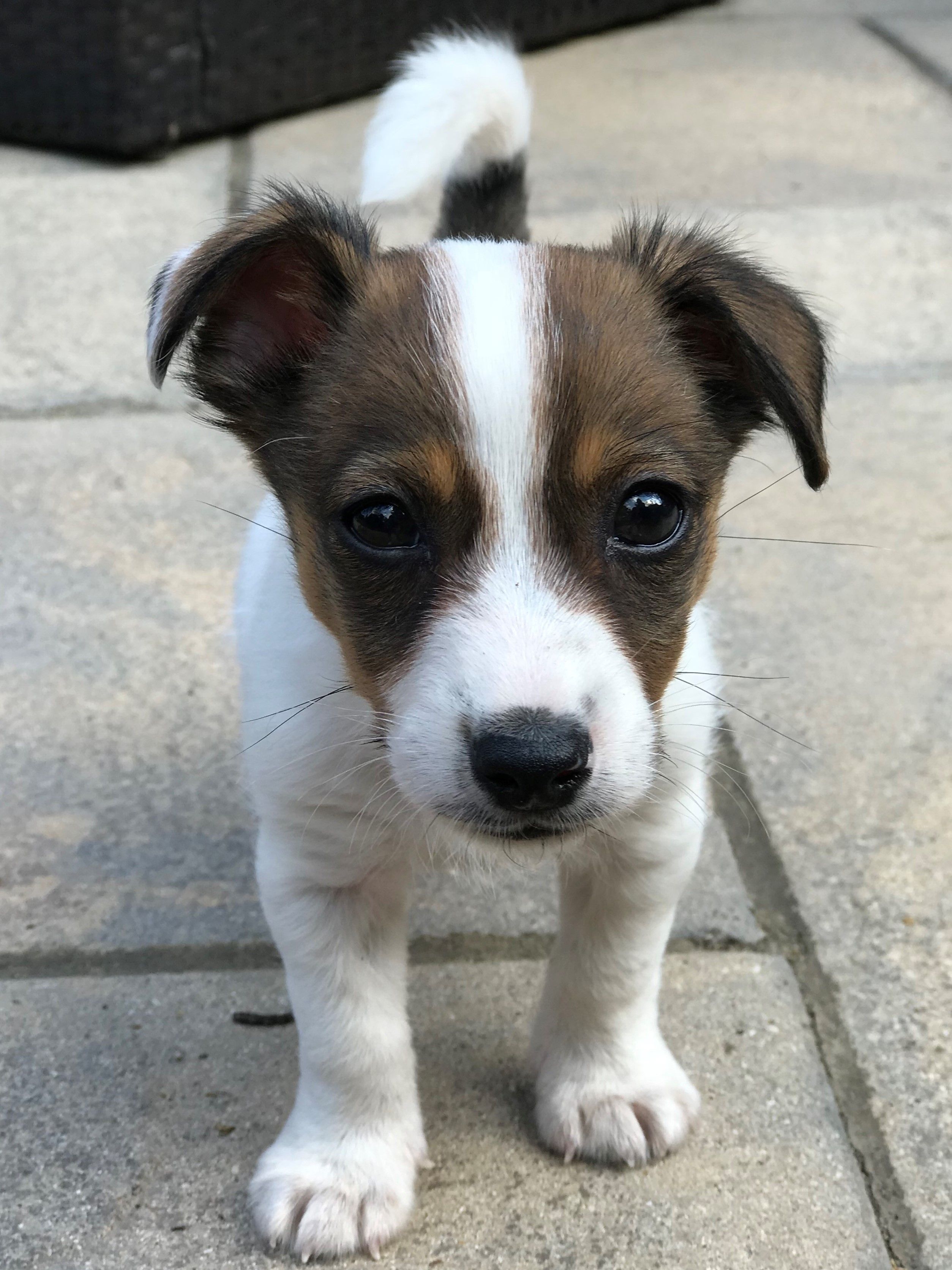 5 week old jack russell puppy