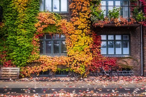 Building in Copenhagen with bright colored leaves showing the change of summer into autumn.