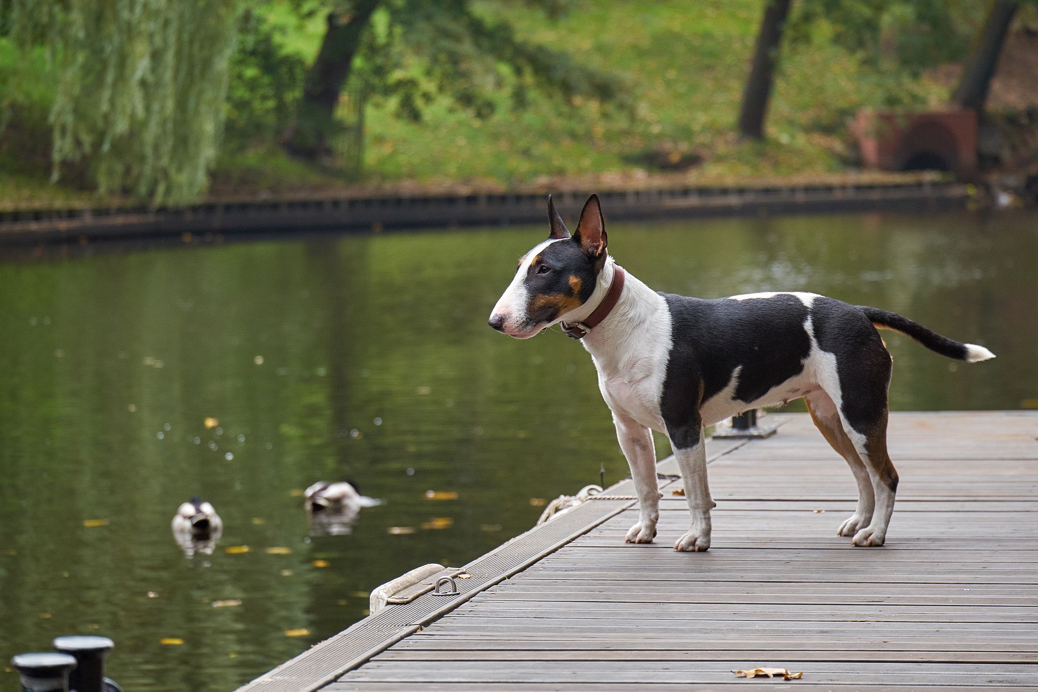 are bull terriers extinct