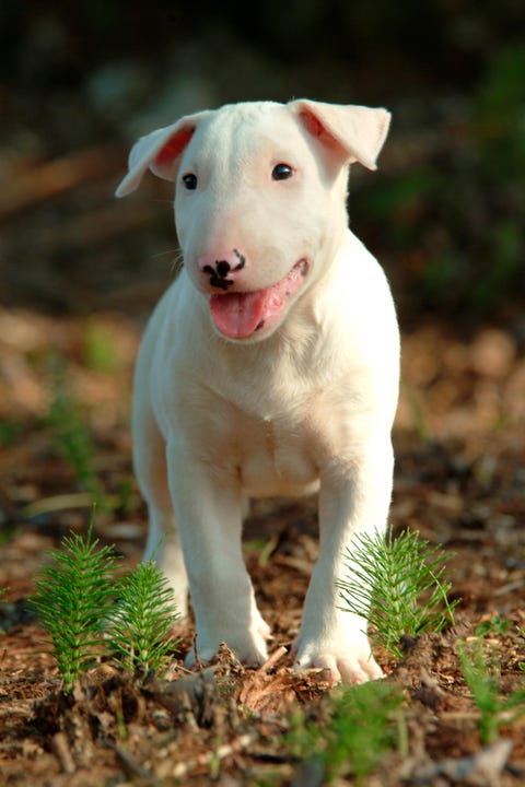 Dog, Mammal, Vertebrate, Dog breed, Canidae, Bull terrier (miniature), Old english terrier, Carnivore, Bull terrier, Bull and terrier, 