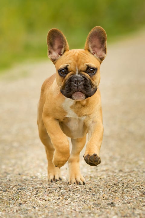 Dog, Mammal, Vertebrate, Dog breed, Canidae, French bulldog, Bulldog, Snout, Carnivore, Fawn, 