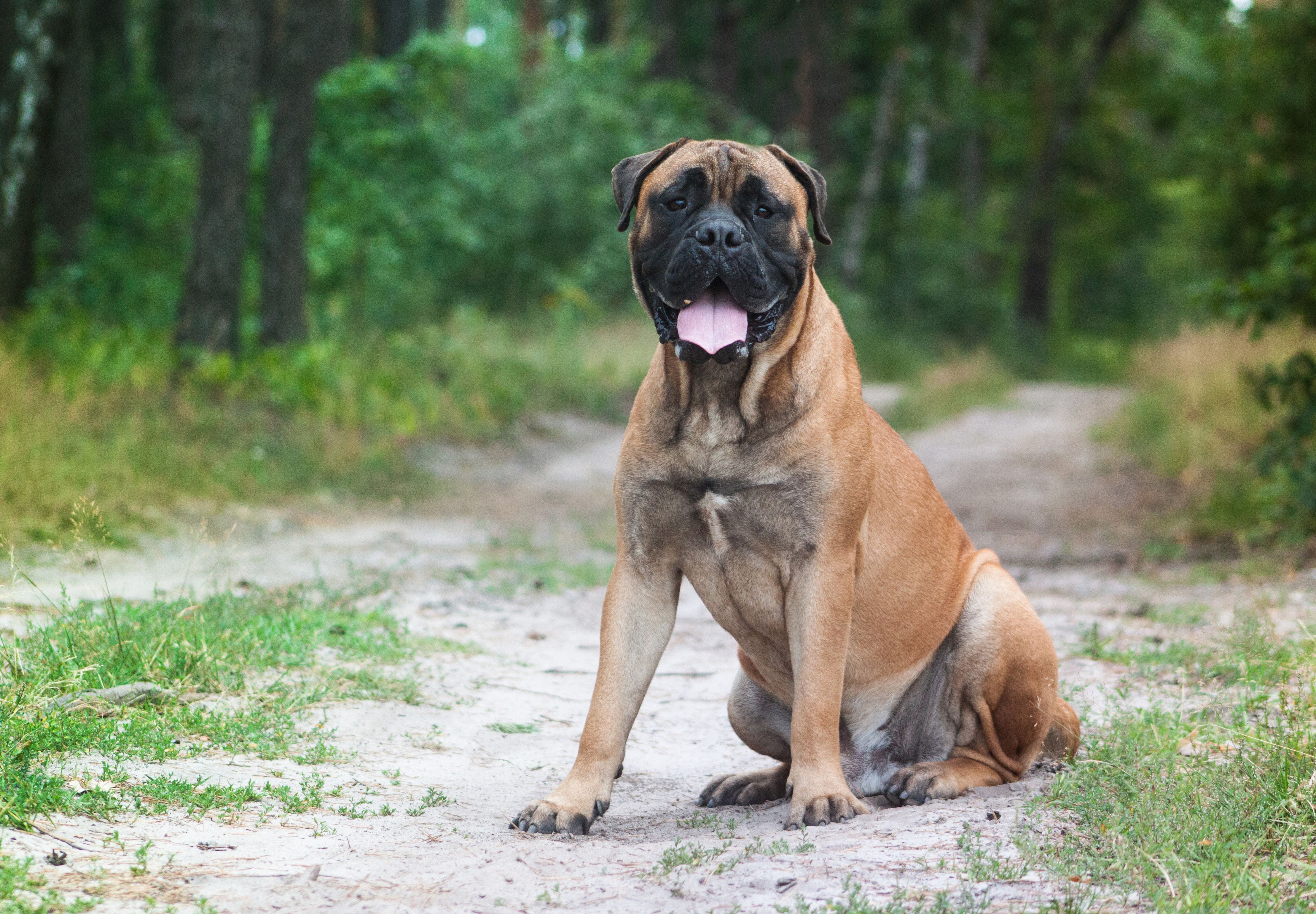 large guard dog breeds