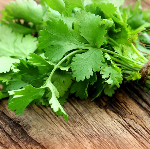 Bunch of fresh coriander on a wooden table