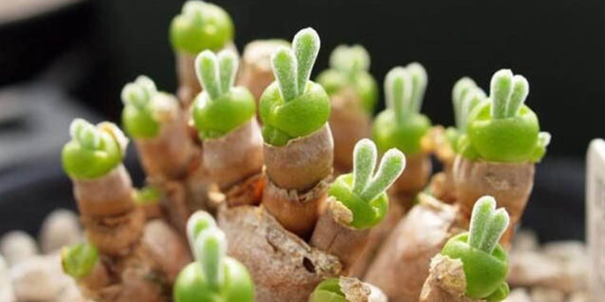 Bunny Succulents Are the Adorable Plants That Need to Hop Into Your Home