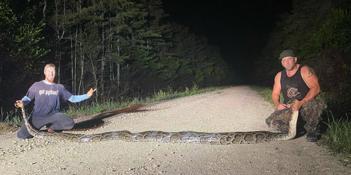 See the Massive RecordBreaking Burmese Python Caught in Florida