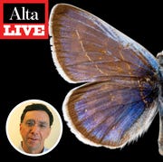Alta Live: The Butterfly Effect alta live the butterfly effect