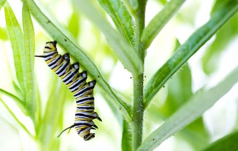 Insect, Caterpillar, Larva, Invertebrate, Moths and butterflies, Plant, Butterfly, Flower, Pollinator, Leaf, 