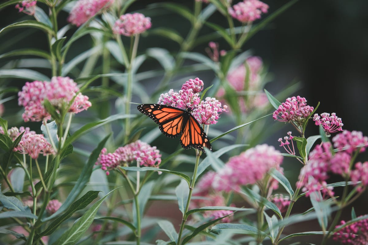 18 Flowers That Attract Butterflies 2021 Best Plants For Butterflies