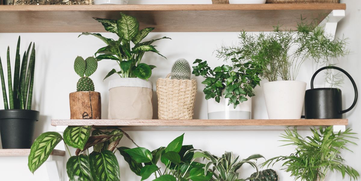 Best House Plants To Buy Online Buy Plants Online