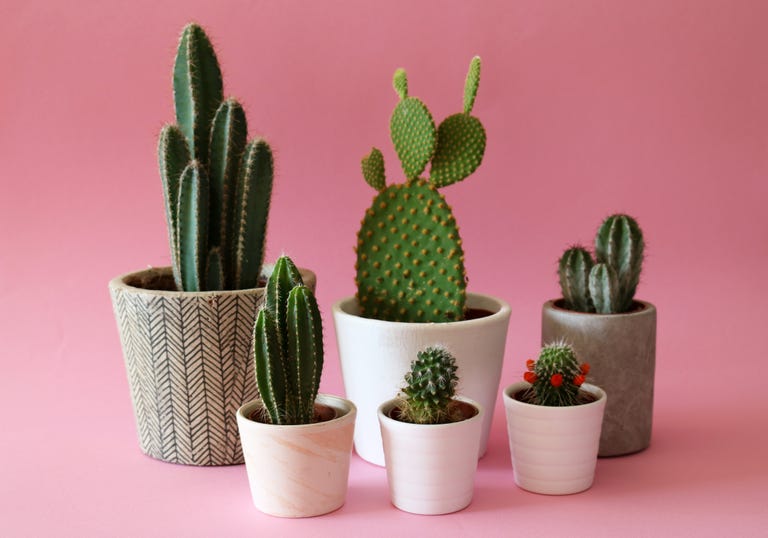 best-house-plants-to-buy-online-buy-plants-online