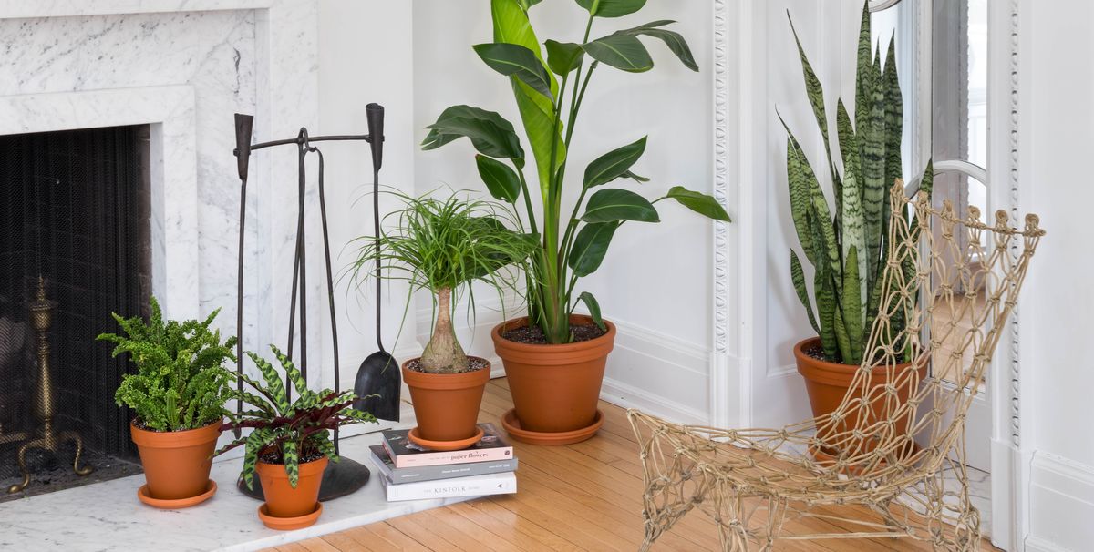 The Best Places To Buy  Plants  Online   House  Plants  For Sale