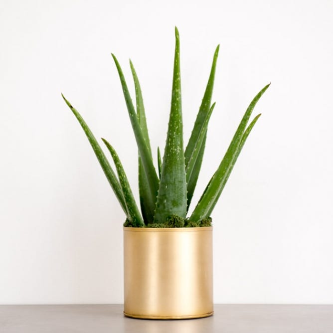 The Best Places To Buy Plants Online \u2014 House Plants For Sale