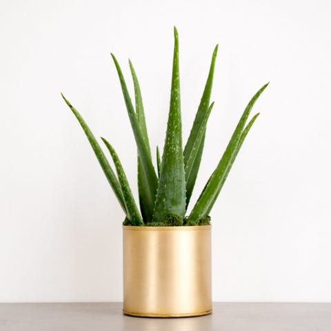 Mail order plant business for sale
