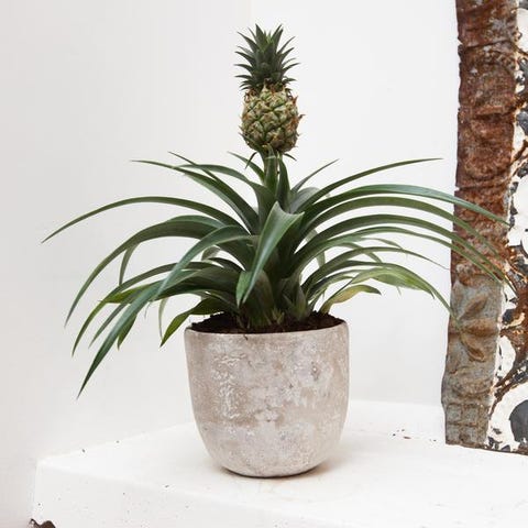 Best Sources for Buying Plants Online — Where to Order Plants Online