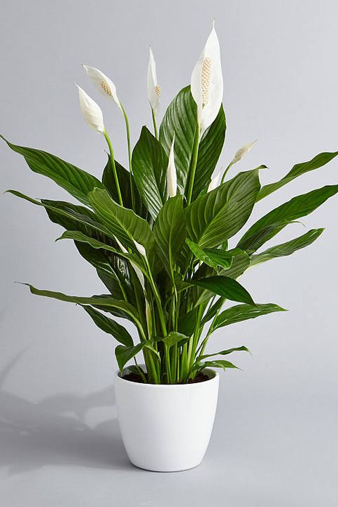 Best Sources For Buying Plants Online Where To Order Plants Online