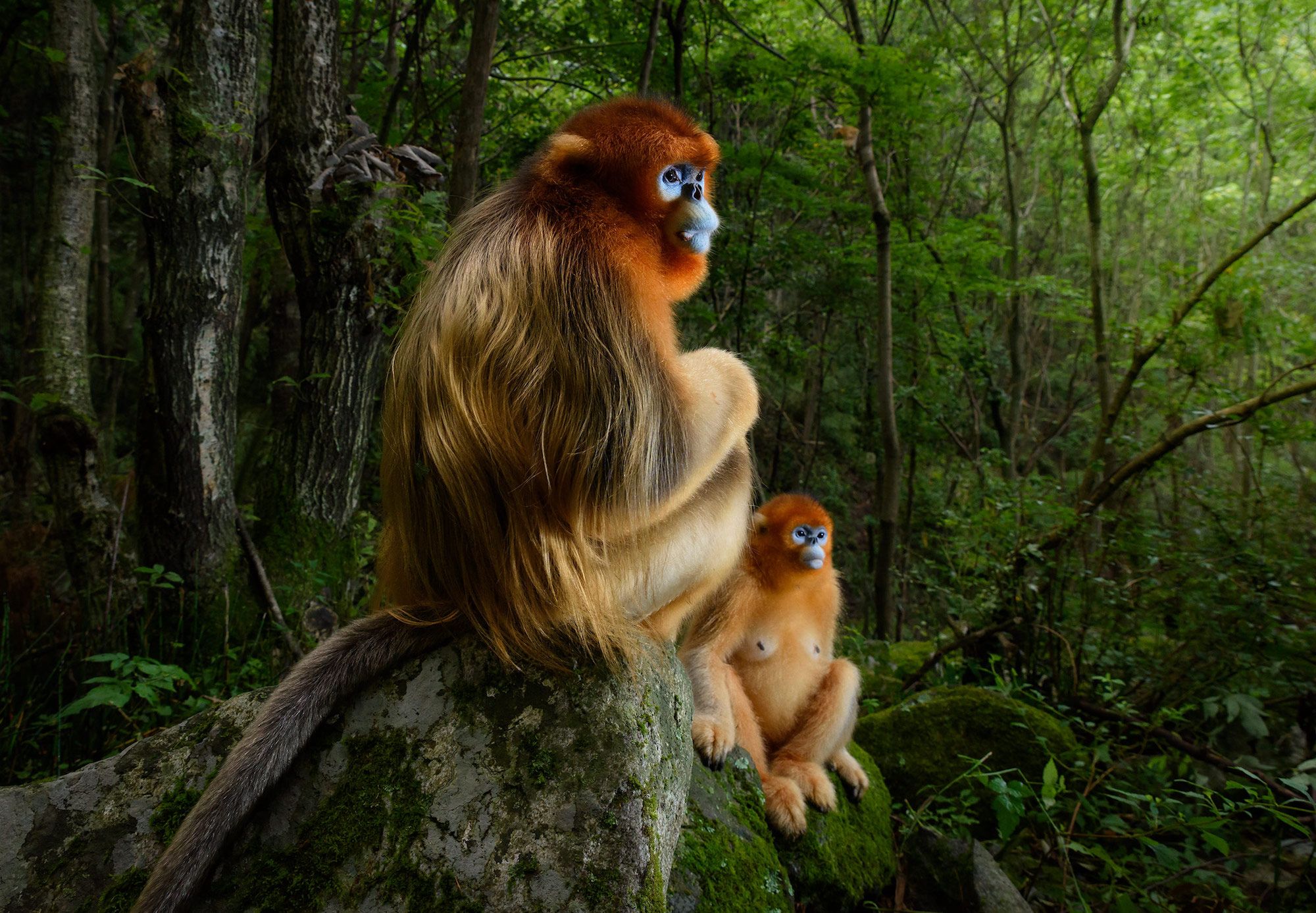 Wildlife Photographer of the Year 2018 is Marsel van Oosten for this portrait of two monkeys