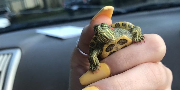 This Girl Gives Her Pet Turtle Manicures And It's So Delightfully Extra
