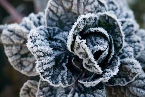 Cabbage (Brassica) plant covered in frost