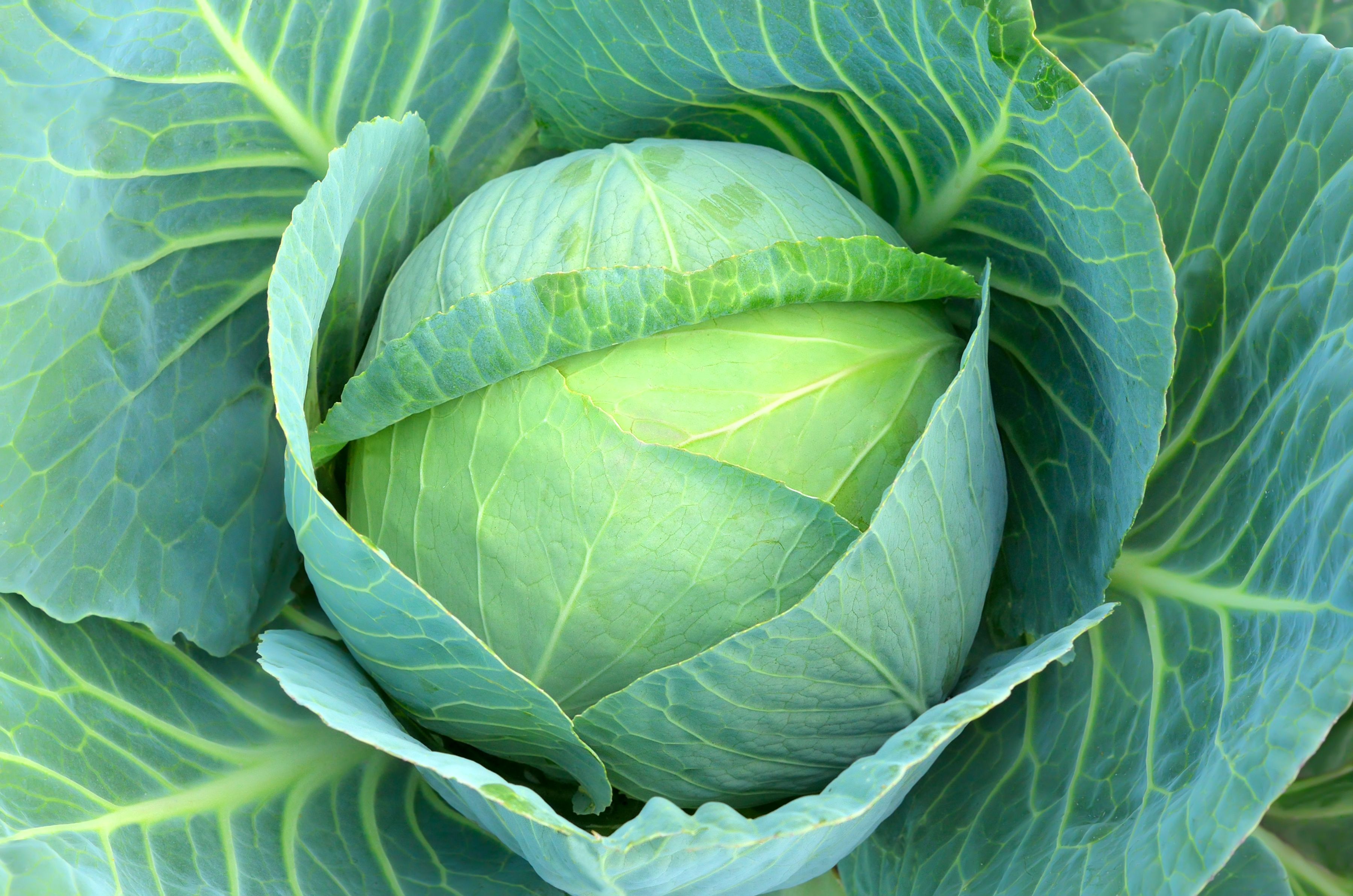 Cabbage Nutrition - Red and Green Cabbage Nutrition Facts
