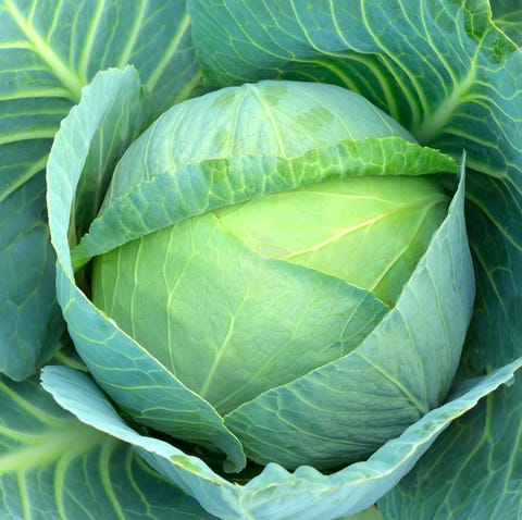 Cabbage (Brassica oleracea)