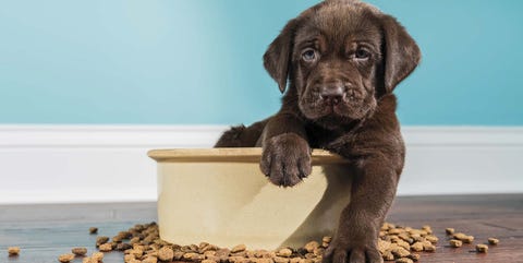Cachorro Cachorro