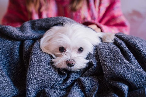 cachorro de bichón maltés