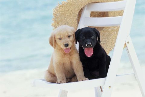 Cachorros en la playa