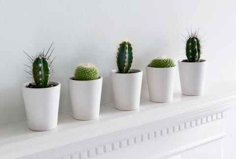 Cactus Plants 7 Things To Know About Cacti Cacti In Small White Ceramic Pots On Shelf