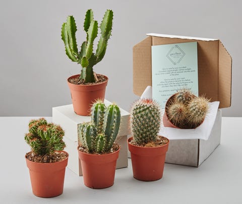 Cactus Plants 7 Things To Know About Cacti Cacti Selection Box By Geo Fleur 24 Notonthehighstreet