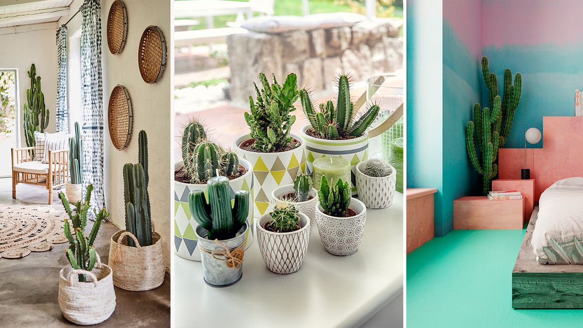Rama juego Lingüística Todo sobre los cactus: cómo cuidarlos y decorar con ellos